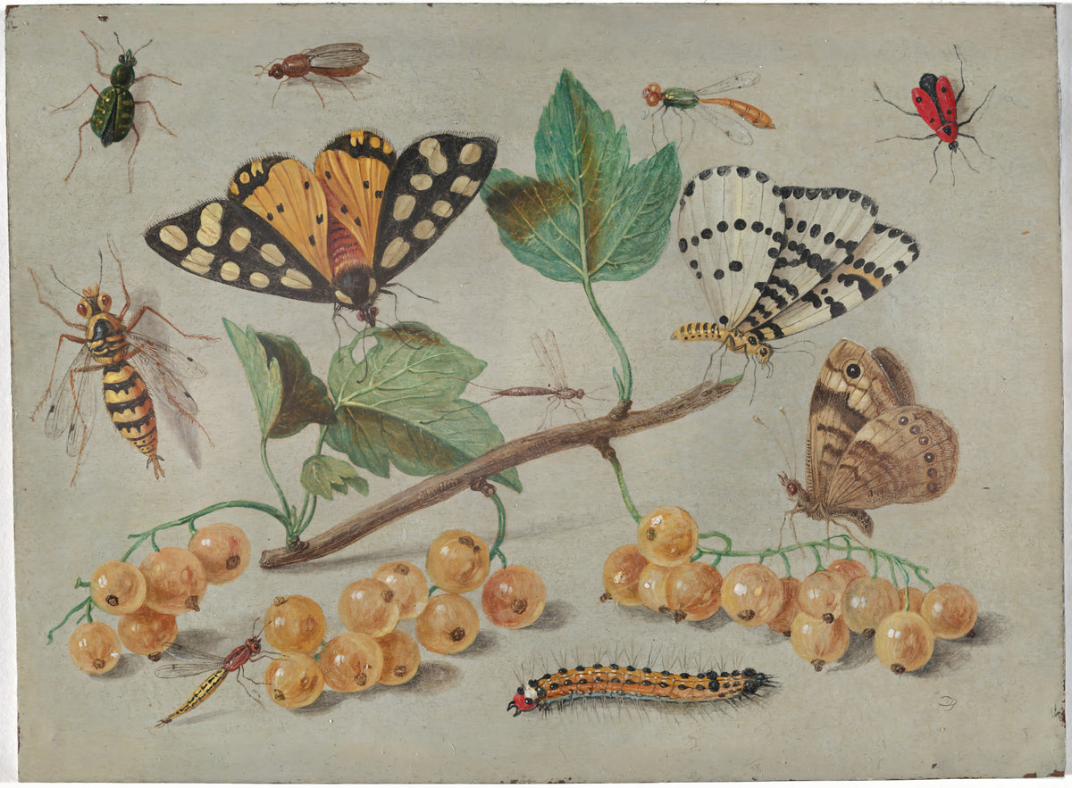 Study of Butterfly and Insects