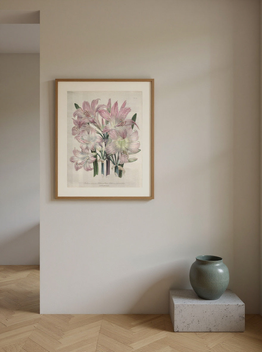 Belladonna Lily:  Amaryllis belladonna — in a room