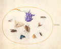 Plate 33: Moth and Butterfly with other Insects and a Columbine Flower