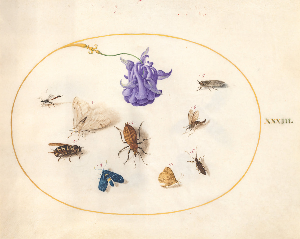 Plate 33: Moth and Butterfly with other Insects and a Columbine Flower