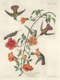 Mangrove Humming Bird