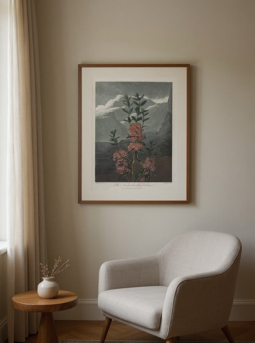 The Temple of Flora, or Garden of Nature: The Narrow-leaved Kalmia — in a room