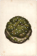 Illustrated botanical plate depicting a colony of Star Moss growing on basalt with crystalline star-shaped flowers.