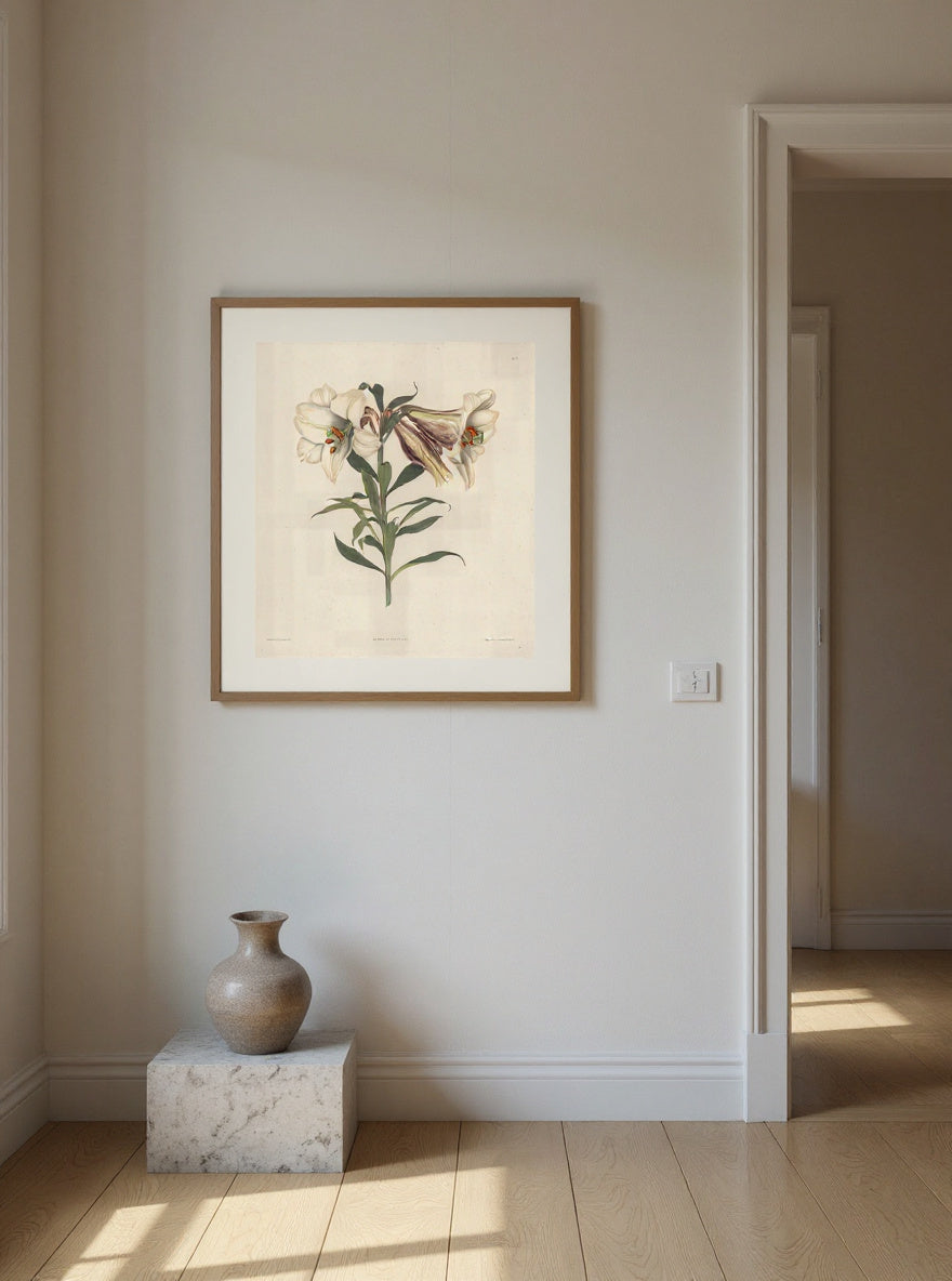 A Selection of Hexandrian Plants, belonging to the natural order of Amaryllidae and Liliacae:  Japanese Lily — in a room