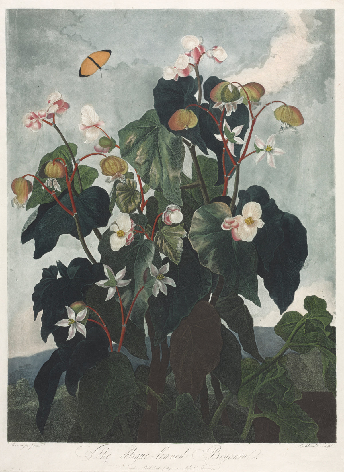 The Temple of Flora, or Garden of Nature: The Obique-leaved Begonia