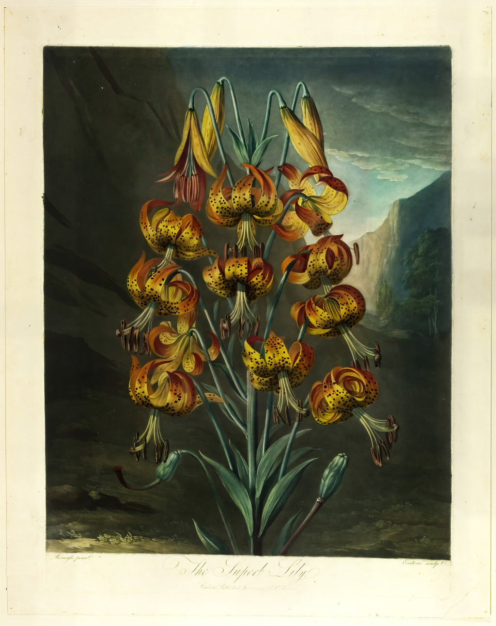 The Superb Lily, from The Temple of Flora
