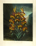 The Superb Lily, from The Temple of Flora