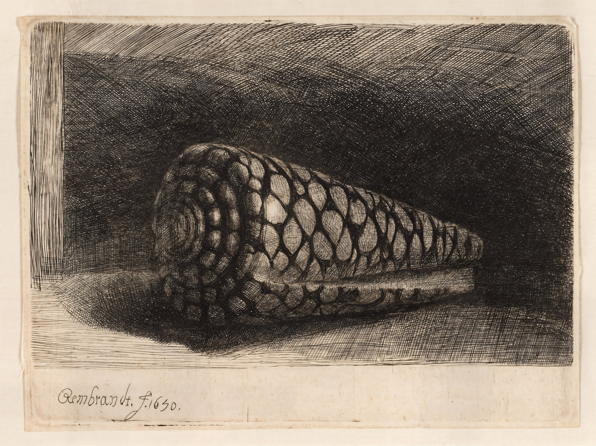The Shell