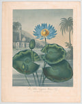 The Blue Egyptian Water Lily from The Temple of Flora, 1804