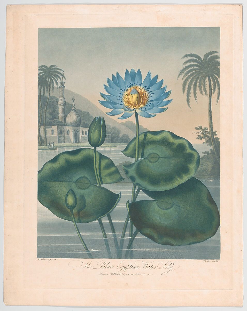 The Blue Egyptian Water Lily from The Temple of Flora, 1804