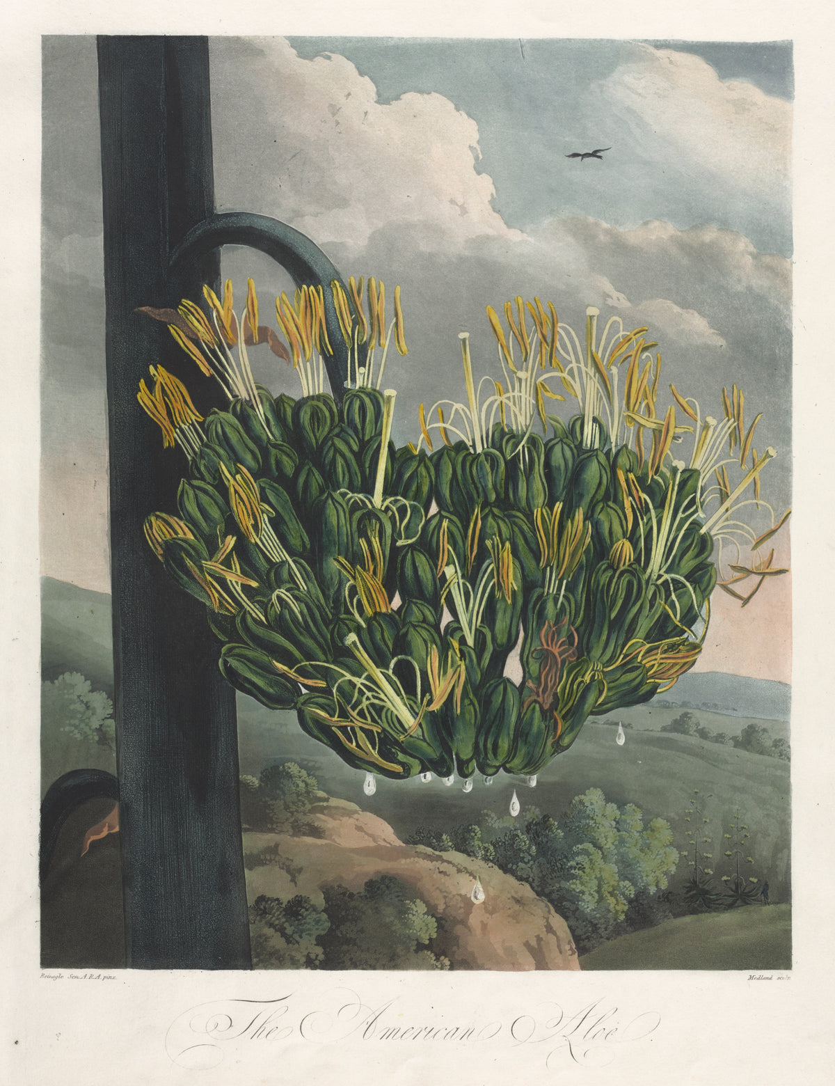 The Temple of Flora, or Garden of Nature: The American Aloe