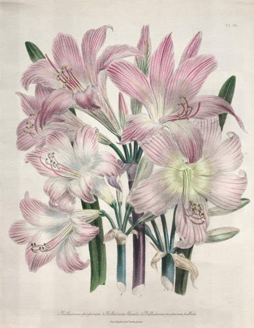 Belladonna Lily:  Amaryllis belladonna