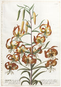 Plantae Selectae:  No. 11 - Lily