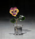Flower Study of a Pansy
