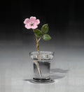 Flower Study of a Wild Rose