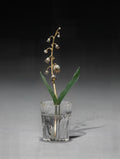 Flower Study of a Lily of the Valley