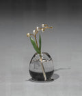 Flower Study of a Miniature Lily of the Valley