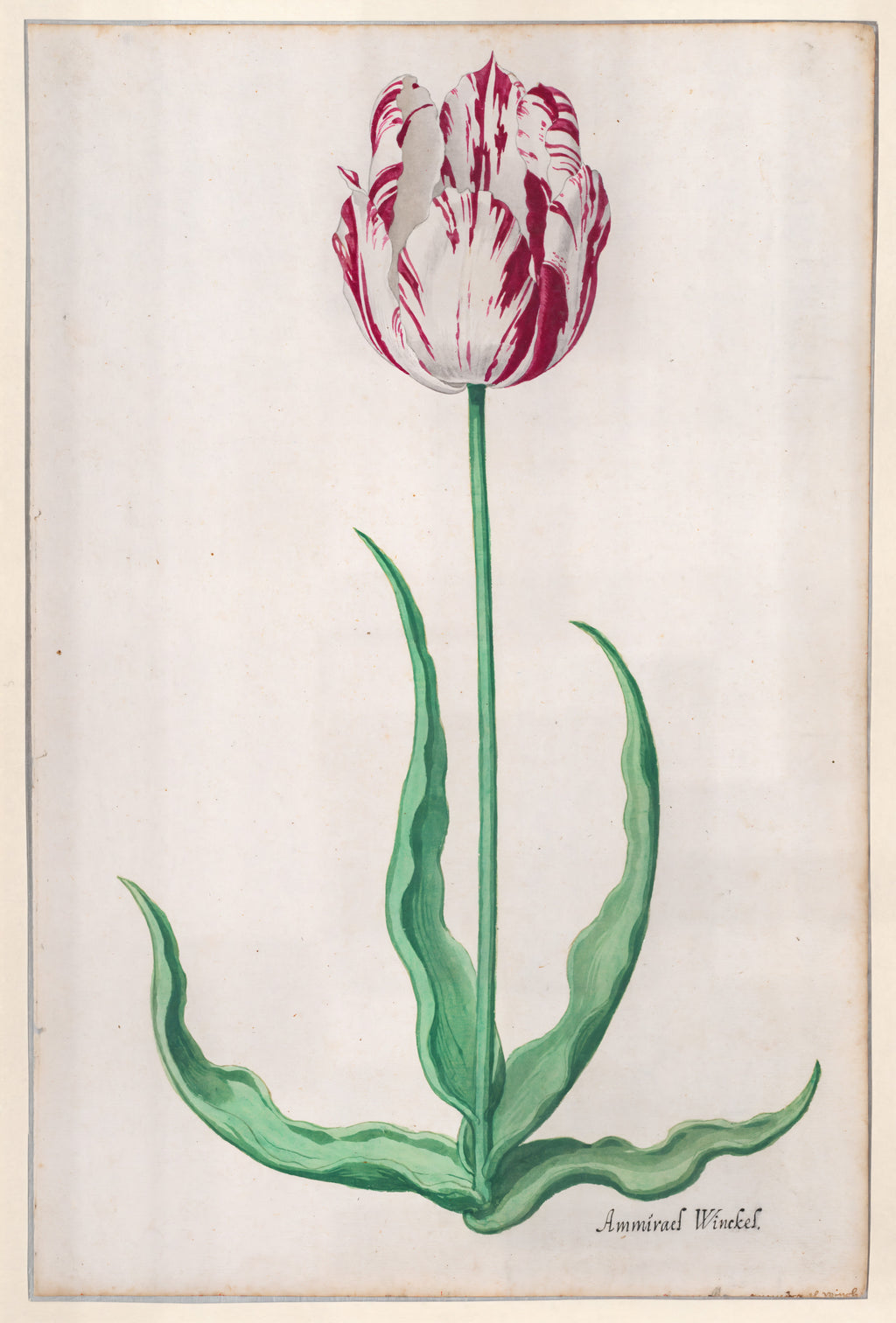 Study of a Tulip (Ammirael Winckel)