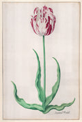 Study of a Tulip (Ammirael Winckel)