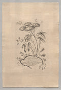 Persian Flowers