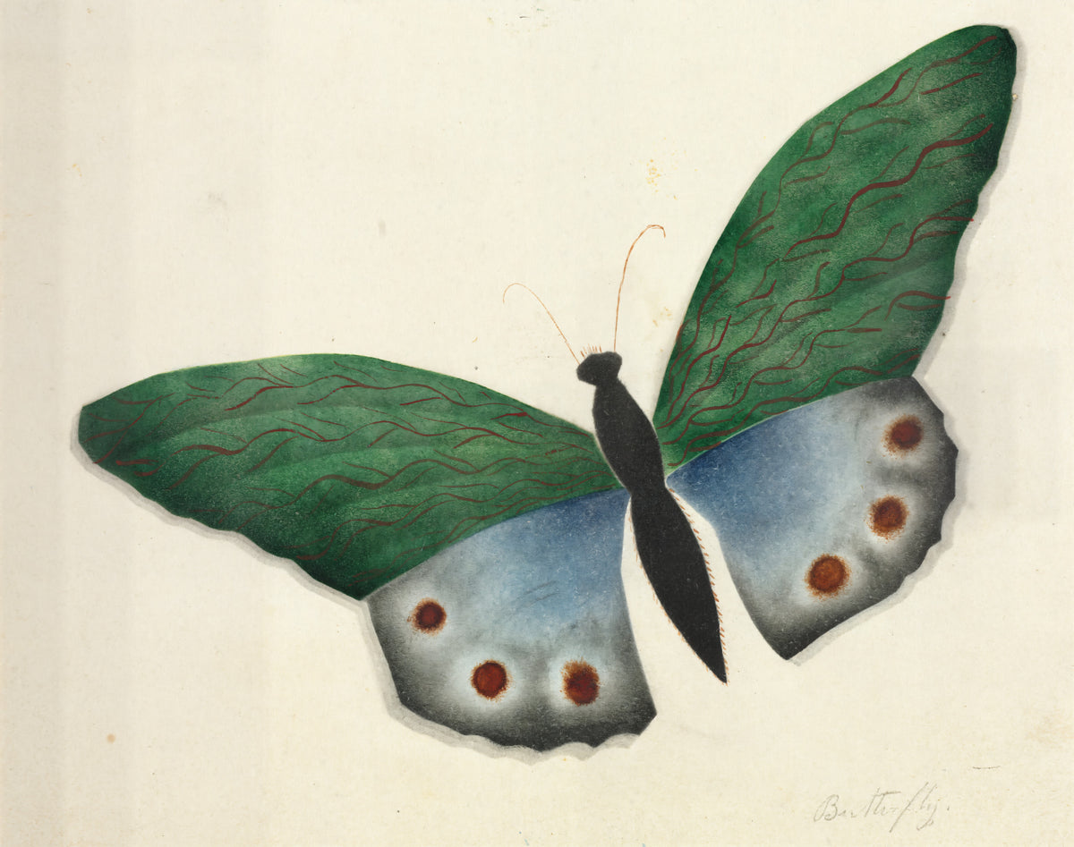 Butterfly