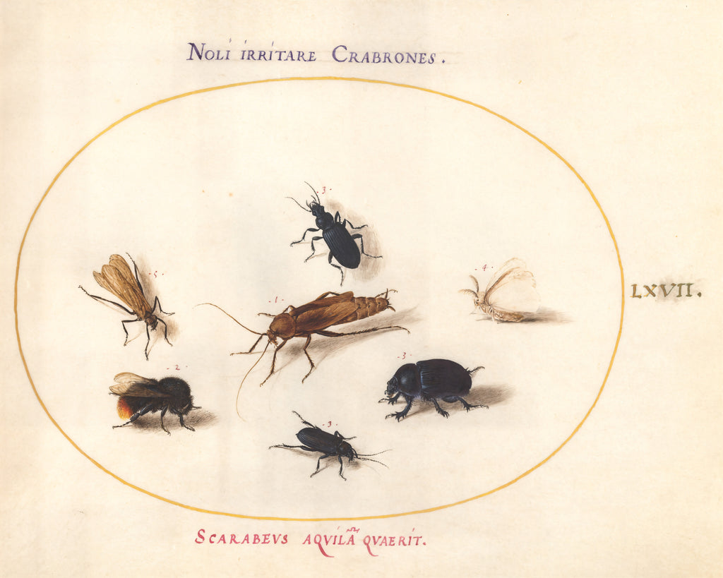 Plate 67: Seven Insects, Including a White Butterfly and a Bee