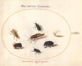 Plate 67: Seven Insects, Including a White Butterfly and a Bee