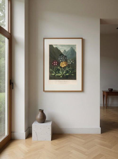 Auriculas of the Mountain Garden — in a room
