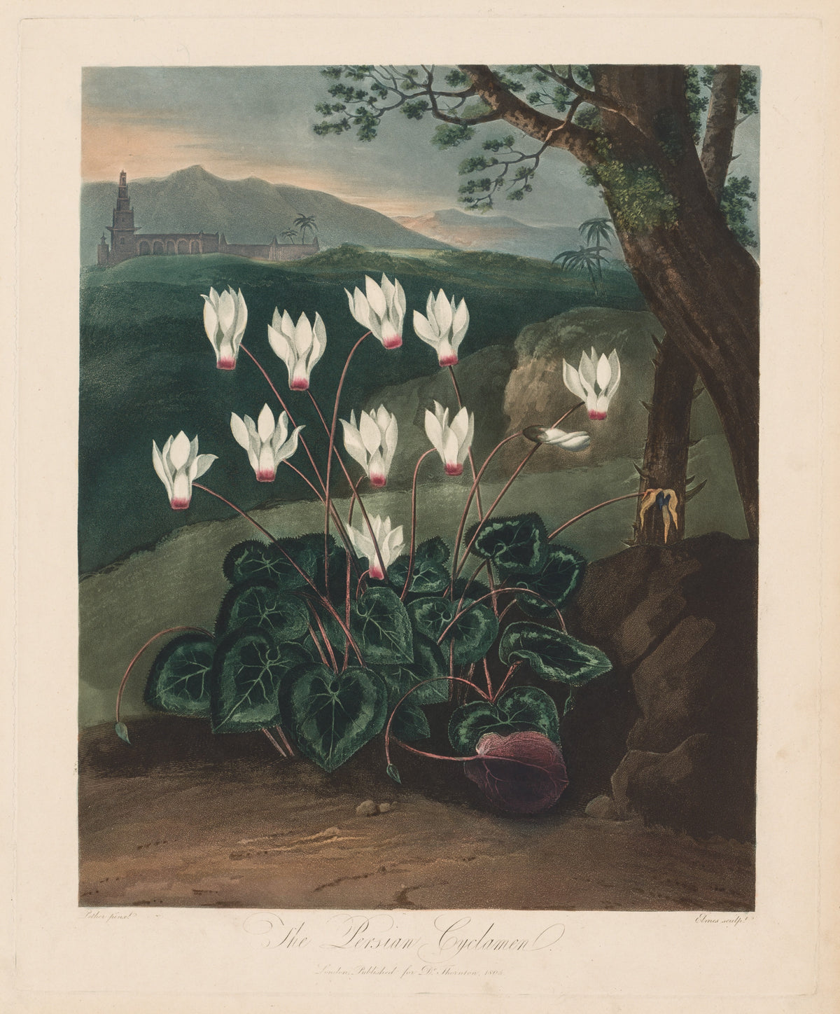 The Temple of Flora, or Garden of Nature: The Persian Cyclamen