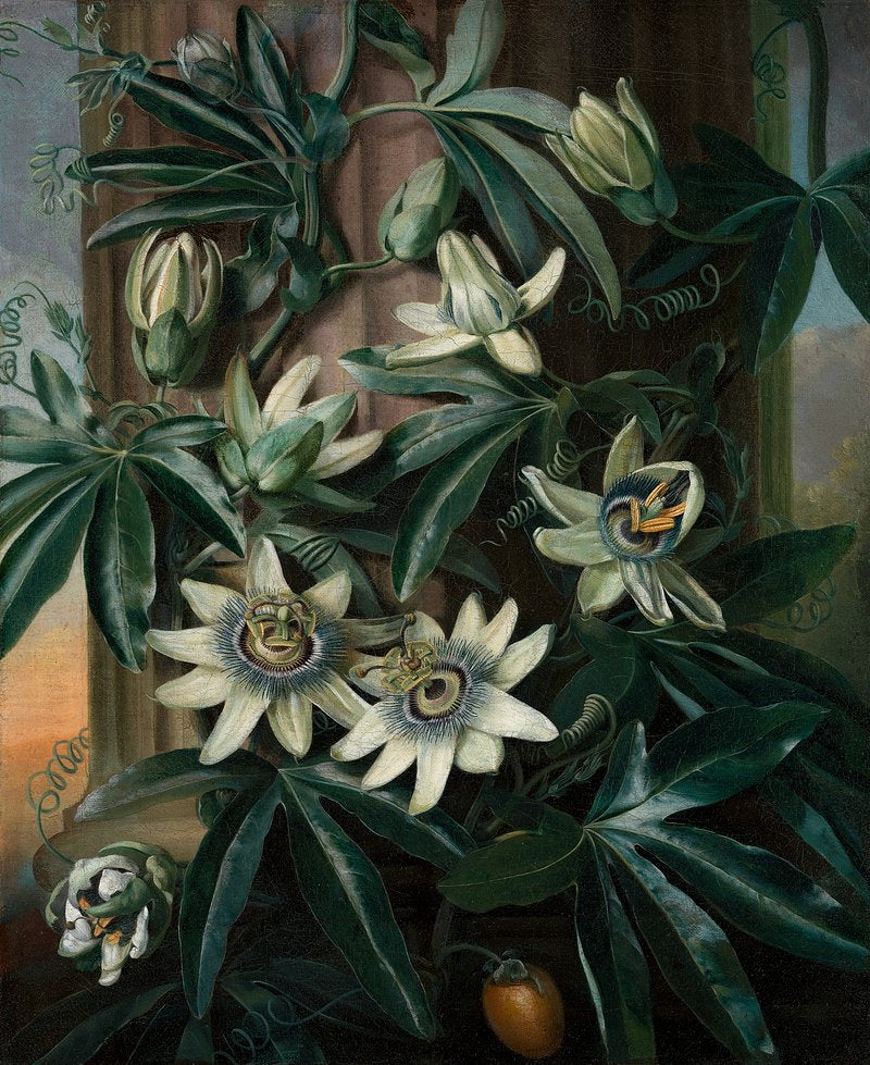 The Blue Passion Flower