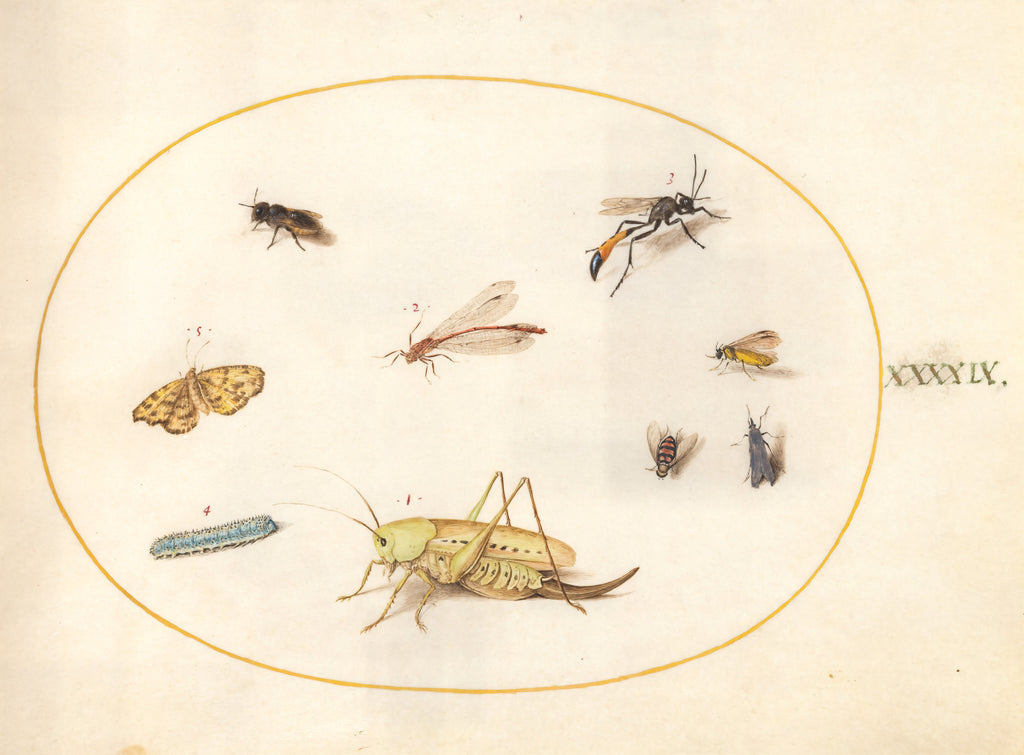 Plate 49: A Grasshopper, a Caterpillar, a Butterfly, a Moth, and Other Insects