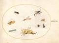Plate 49: A Grasshopper, a Caterpillar, a Butterfly, a Moth, and Other Insects