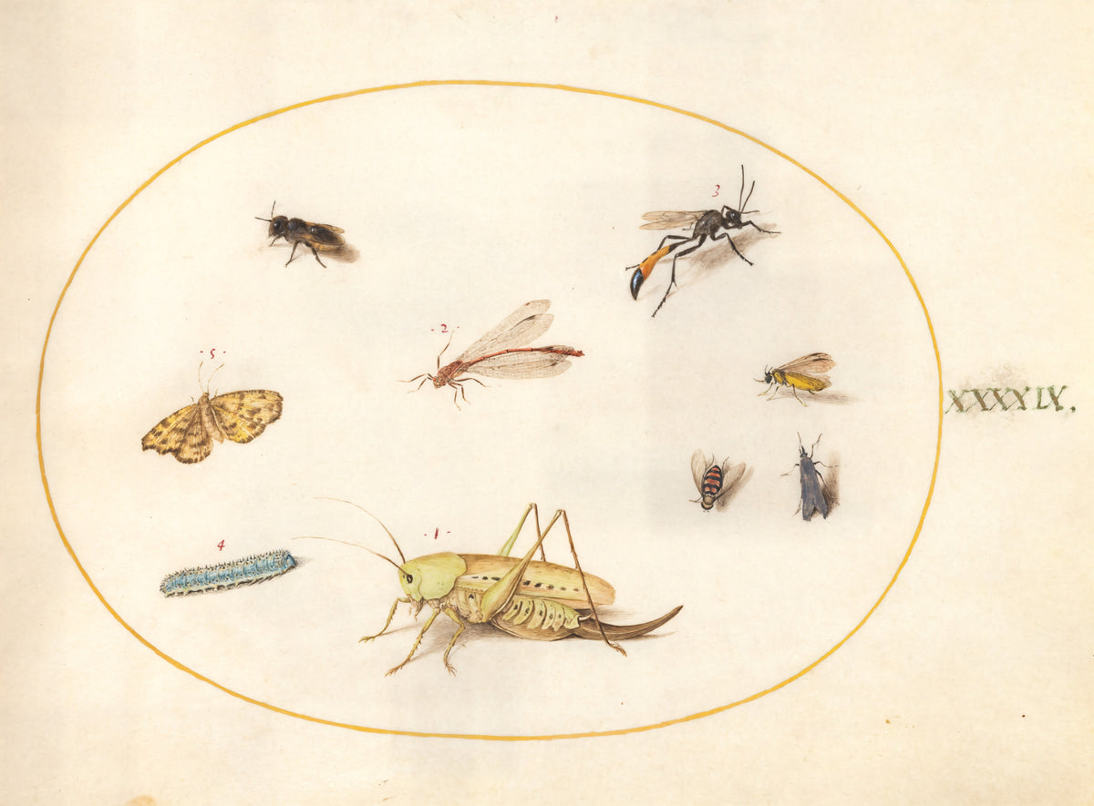Plate 49: A Grasshopper, a Caterpillar, a Butterfly, a Moth, and Other Insects