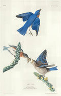 Blue-Bird