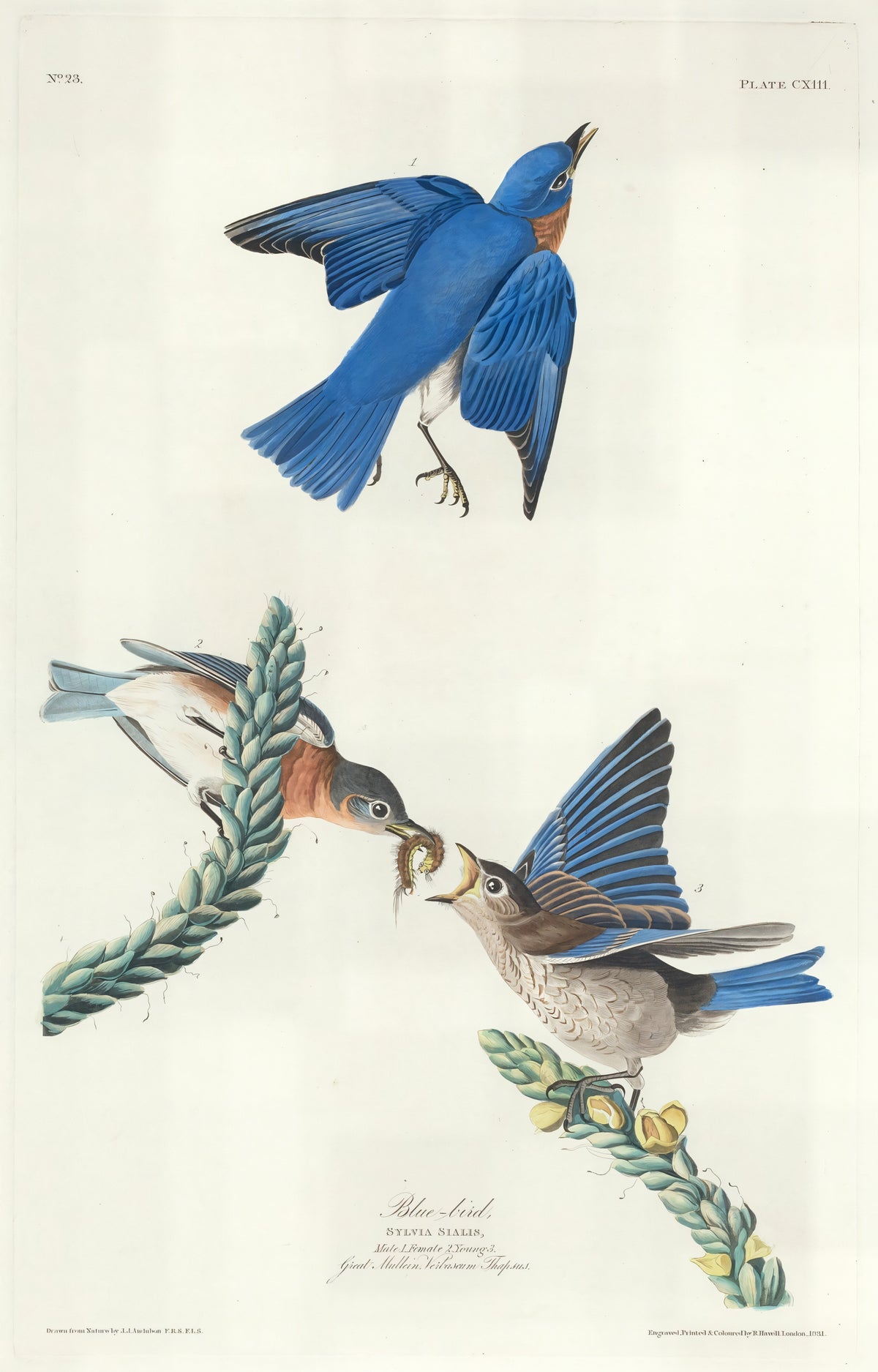 Blue-Bird