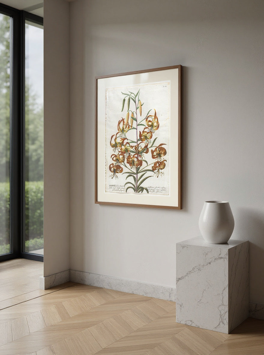 Plantae Selectae:  No. 11 - Lily — in a room