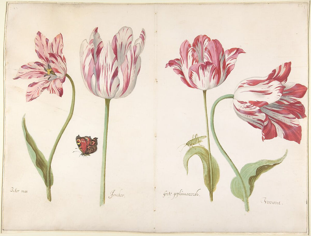Four Tulips by Jacob Marrel, circa 1635 to 1645