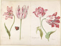 Four Tulips by Jacob Marrel, circa 1635 to 1645