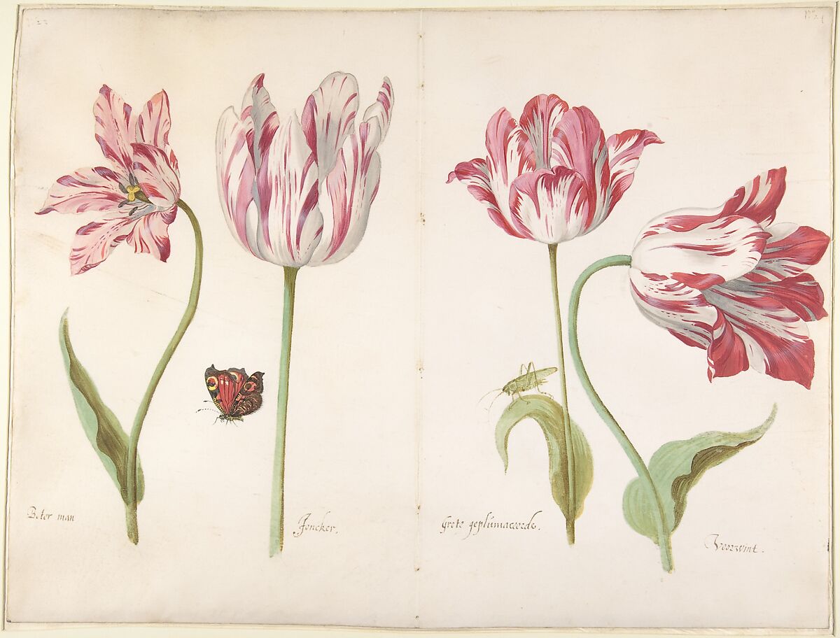 Four Tulips by Jacob Marrel, circa 1635 to 1645