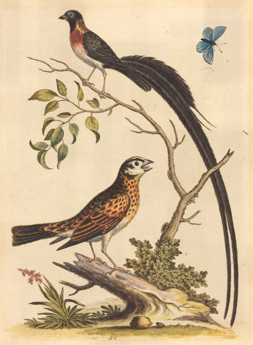 Two Birds, One with Very Long Tailfeathers, and Blue Butterfly