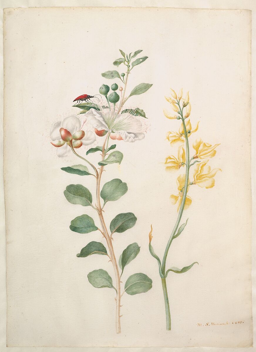 Study of Capers, Gorse, and a Beetle by Maria Sibylla Merian, 1693