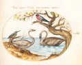Plate 24: Two Swans, a Kingfisher, and a Bullfinch