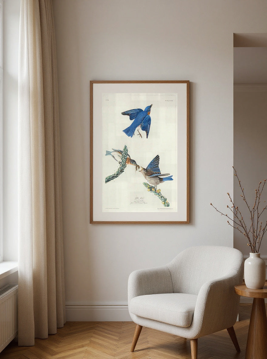 Blue-Bird — in a room