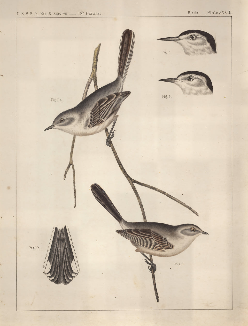 Birds - U.S.P.R.R. Exp. & Surveys, 35th Parallel