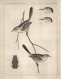Birds - U.S.P.R.R. Exp. & Surveys, 35th Parallel