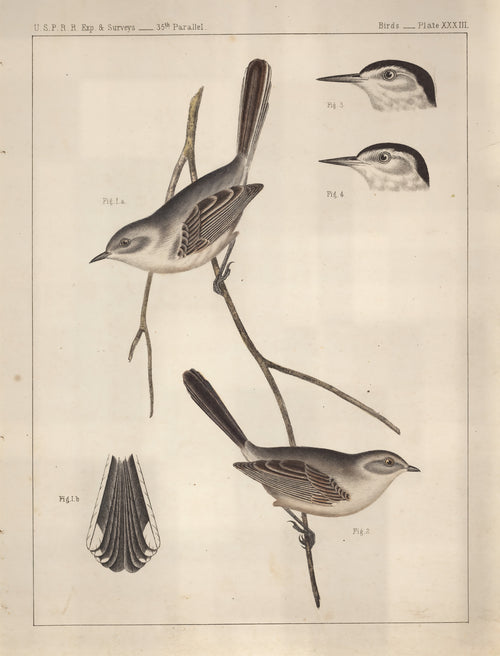 Birds - U.S.P.R.R. Exp. & Surveys, 35th Parallel