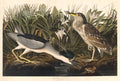 Night Heron or Qua bird