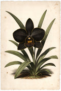 Eclipse Orchid