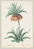 Fritillaria Imperialis by Pierre Joseph Redouté, from Les Liliacées