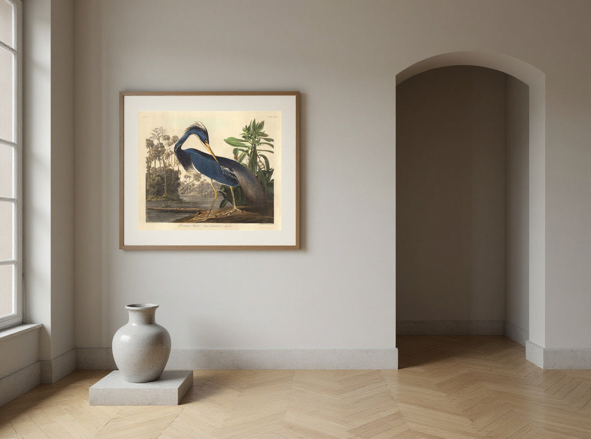 Louisiana Heron — in a room